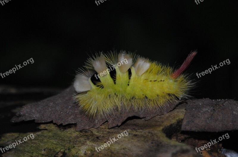 Caterpillar Red Tailed Track Walk Hairy Close Up