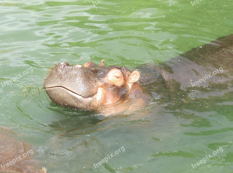 Hippo Africa Grey Wild Mammal