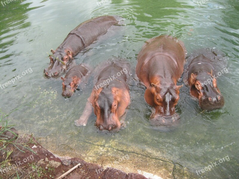 Hippo Africa Grey Wild Mammal