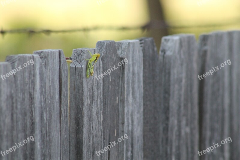 Grasshopper Fence Rural Insect Nature