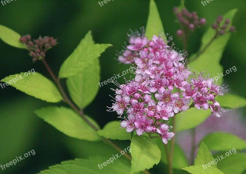 Flower Flowers Small Decorative Flower Discount Flower Bush