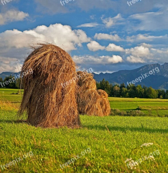 Poland Malopolska Podhale Tatry Meadow