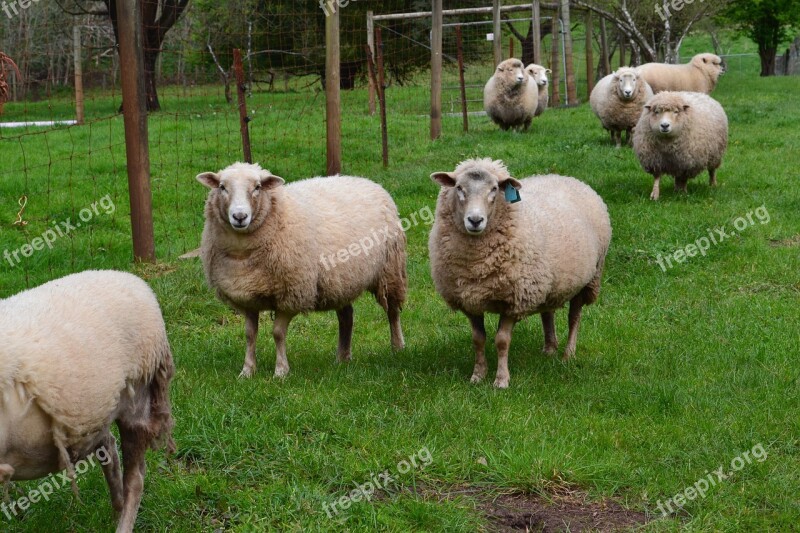 Sheep Gippsland Victoria Australia Landscape