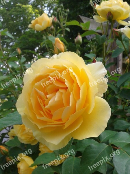 Rose Yellow Fragrance Fragrant Flower