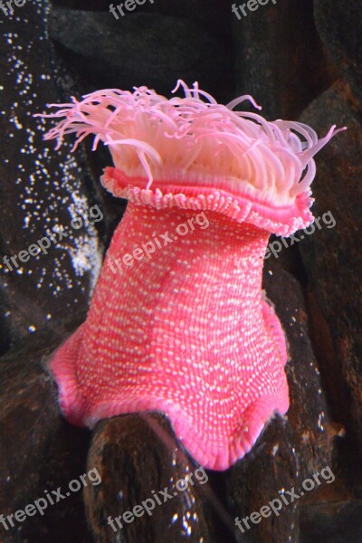 Anemone Aquarium Animal Pink Submarine