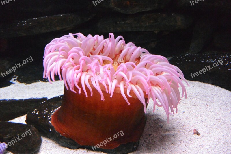 Anemone Aquarium Animal Pink Submarine