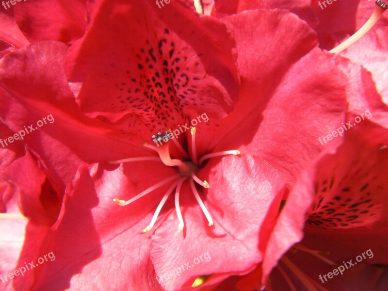 Rhododendron Rhodo Rhododendron Ferrugineum Flowers Bloom