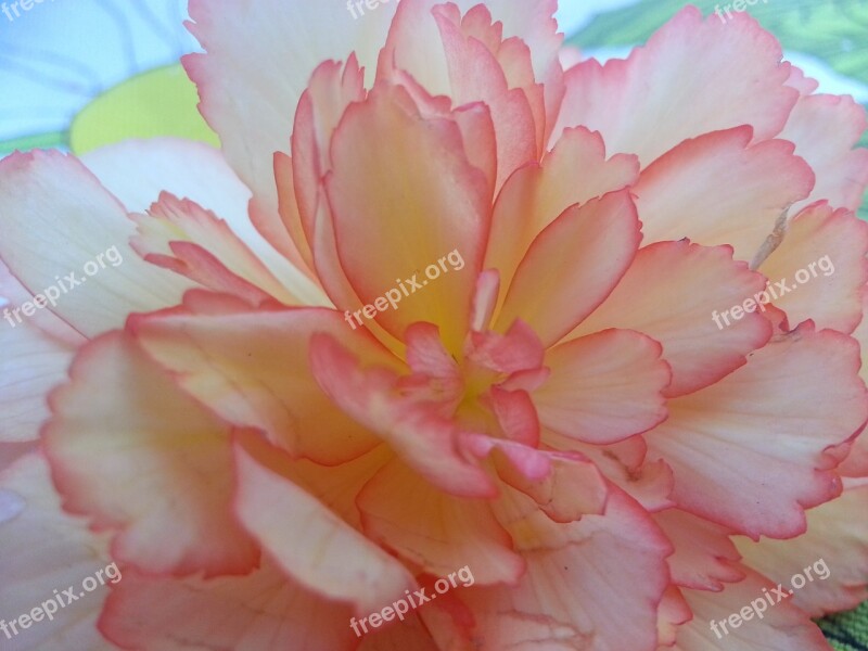 Begonia Flower Macro Beautiful Blossom