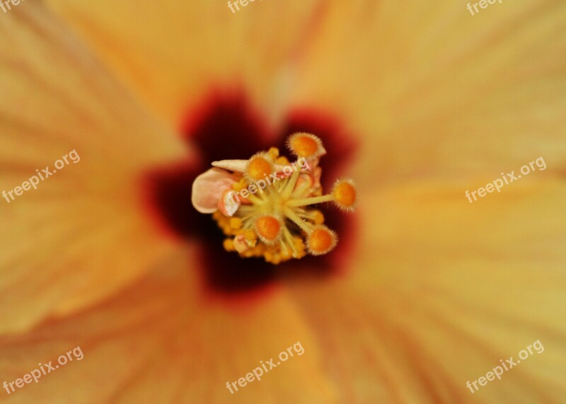 Hollyhock Flower Pistil Nature Close Plant