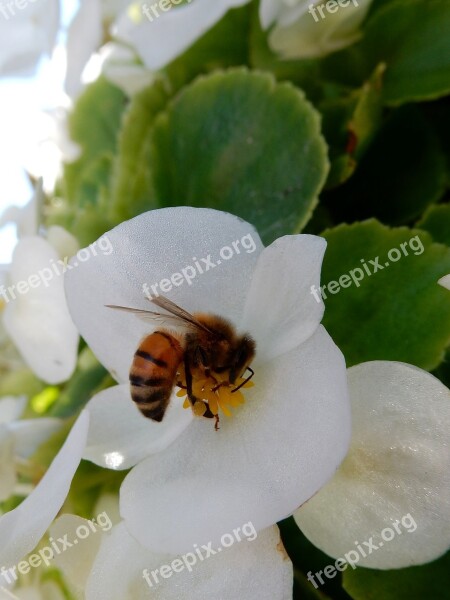 Bee Flower White Nature Insect