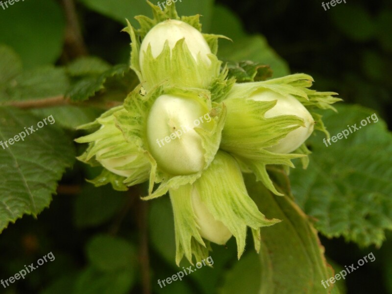 Hazelnuts Fall Nature Free Photos