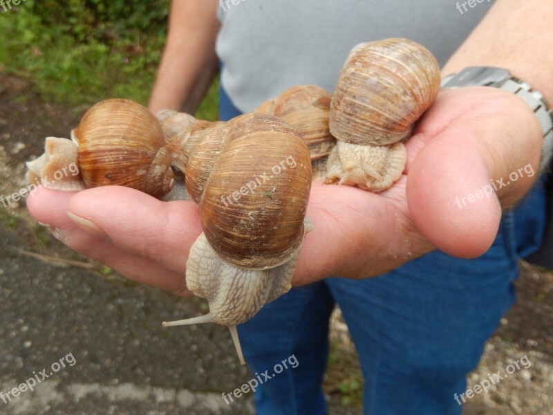 Snails Nature Field Free Photos