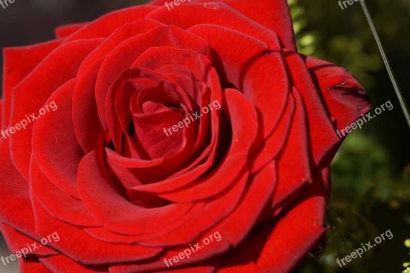 Rose Red Rose Close Up Flower Red