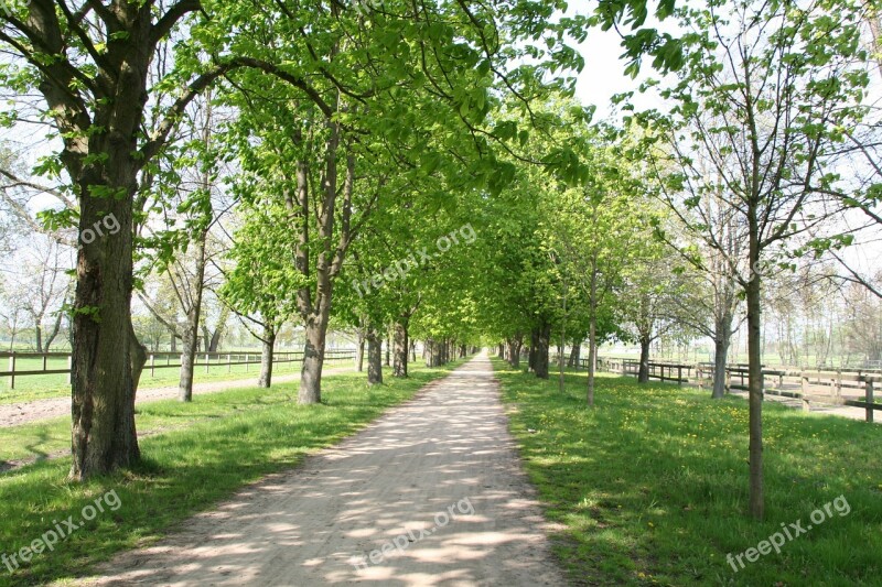 Avenue Away Trees Shady Stud