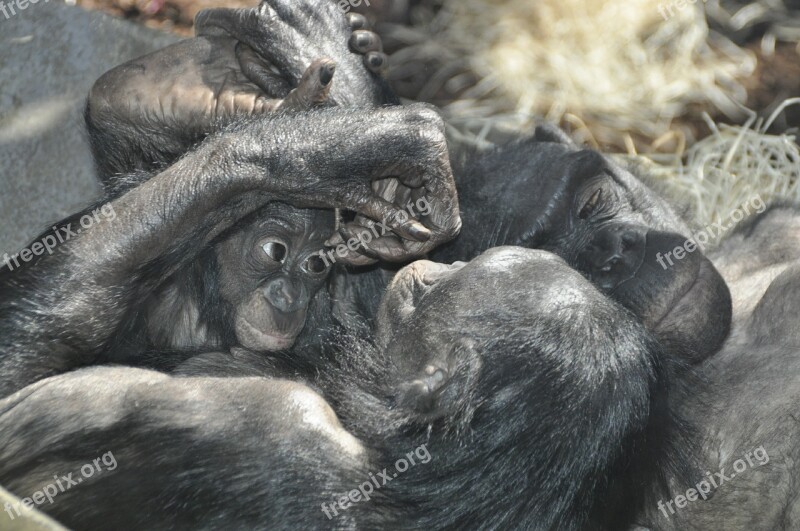 Monkey Love Bonobos Ape Primates Free Photos