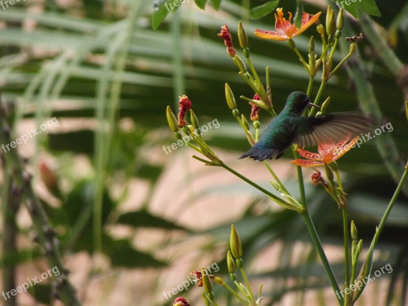 Hummingbird Nature Bird Free Photos