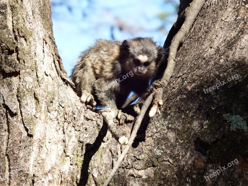 Animal Monkey Mico Nature Free Photos