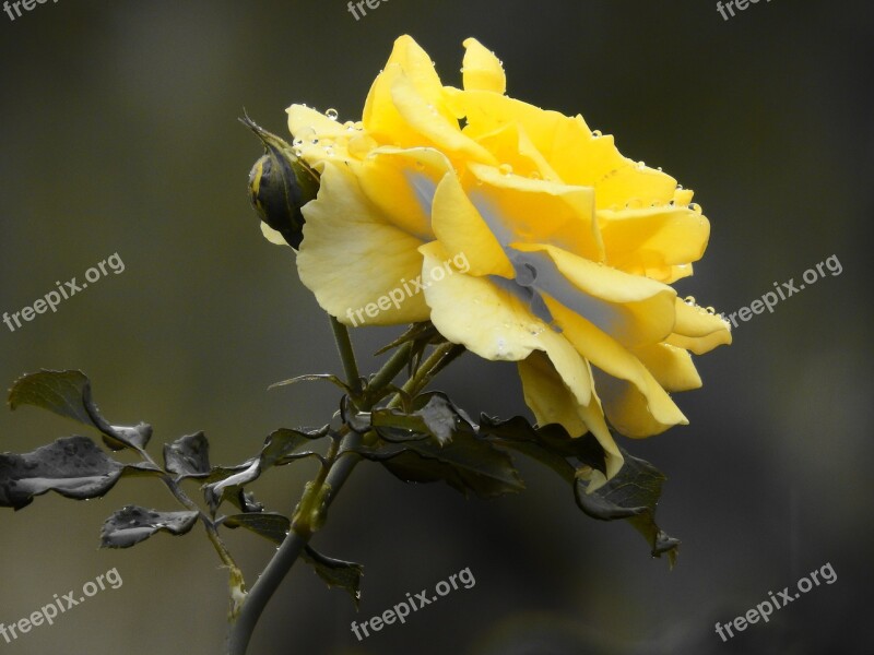 Rosa Flower Yellow Thorn Yellow Rose