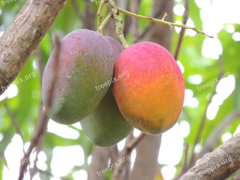 Handles Food Fruit Free Photos