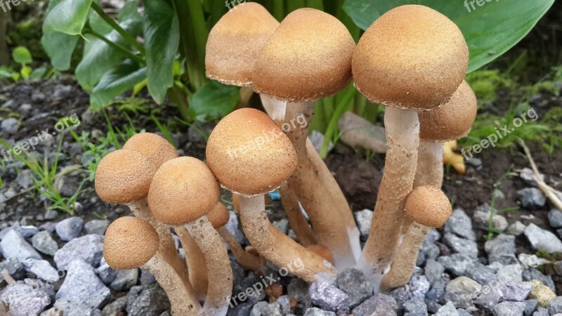 Mushroom Fungi Nature Forest Soil