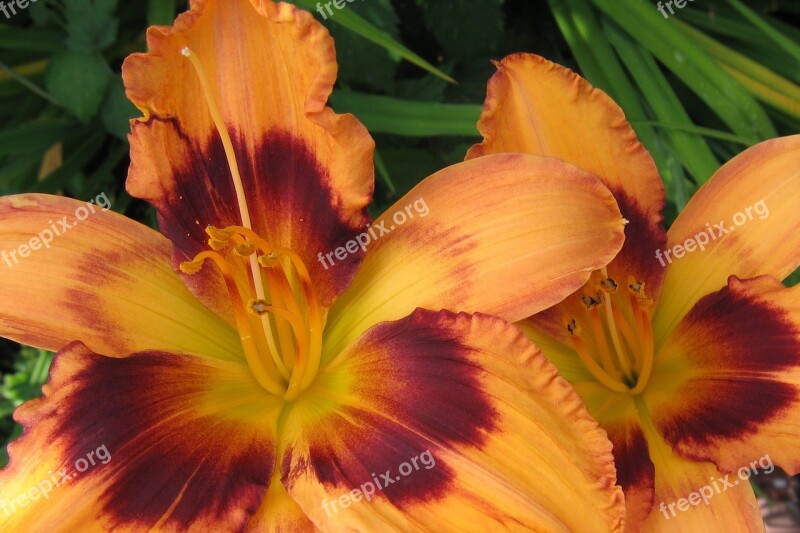 Daylily Flowers Stamens Flower Plant