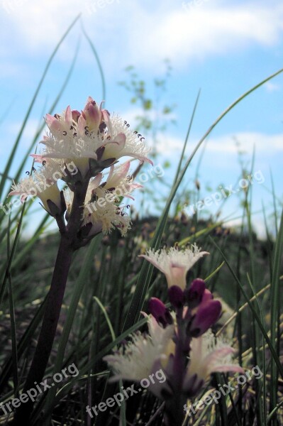 Fever Dress Flowers Stamens Bud Marsh Plant