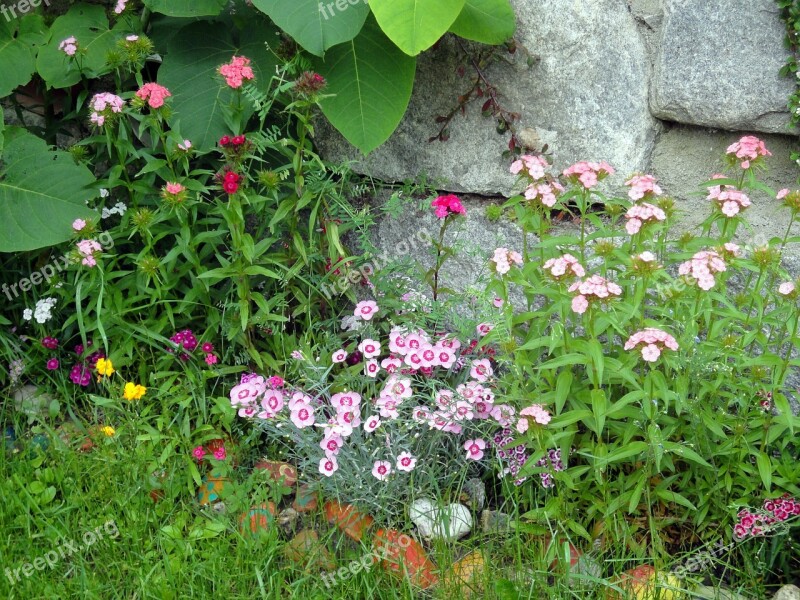 Garden Bart Cloves Flowers Bright Pink