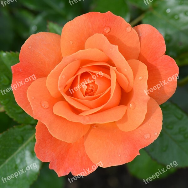 Orange Rose Rose Flower Nature Macro