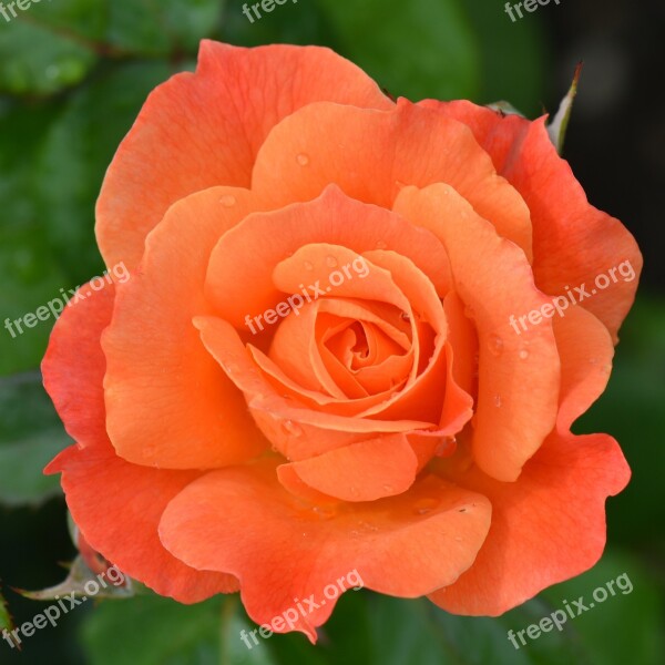 Orange Rose Rose Flower Nature Macro