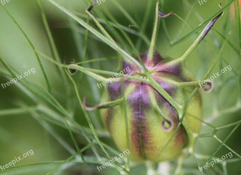 Boll Plant Capsule Plant Blossom Bloom