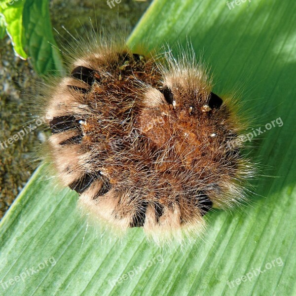 Caterpillar Insects Macro Nature Urticant