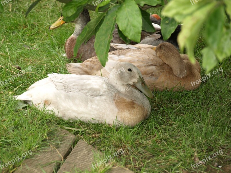 Ducks Domestic Ducks Plumage Rest Duck Bird