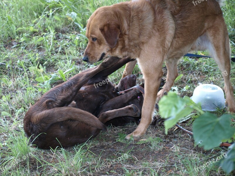 Males Dogs Submit To Play Argue