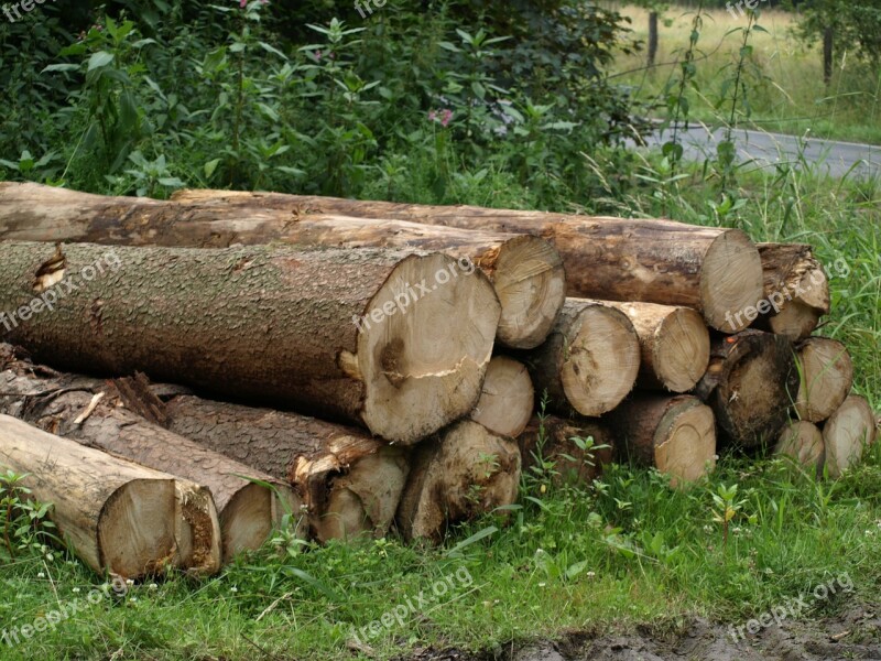 Tree Trunks Forestry Work Sawed Off Stacked Wood Trunks