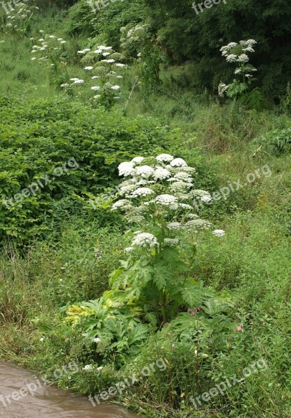 Giant Hogweed Hogweed Plant Toxic Burns