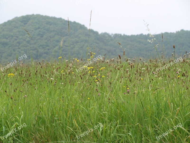 Summer Meadow Grasses Meadow Mountain Mountain Meadow