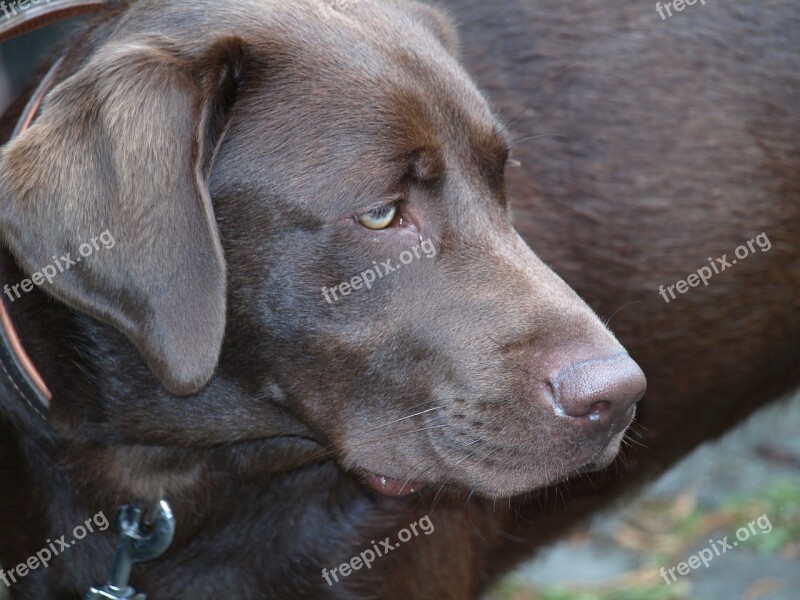 Labrador Dog Pet Dark Brown Head