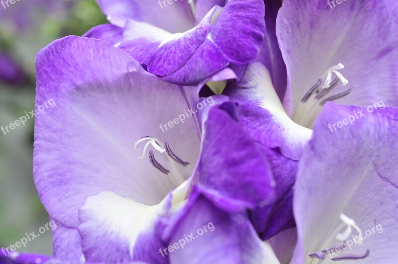 Gladiolus Purple Summer Flower Free Photos