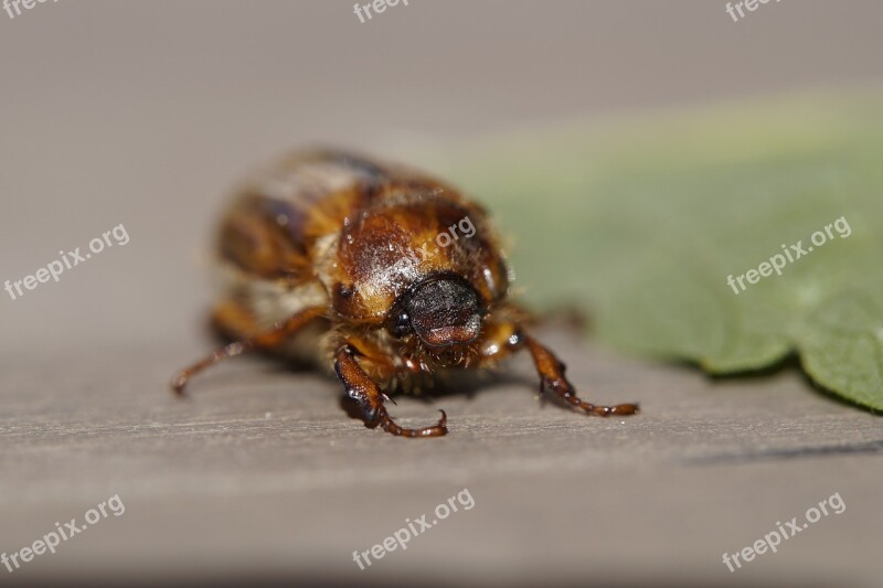 Chafer Crawl June Summer Animal