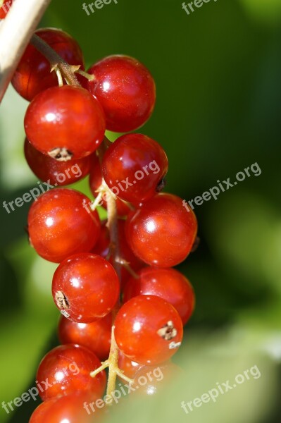 Currants Berries Red Panicle Ripe