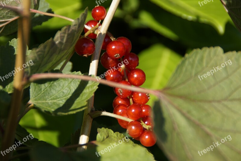 Currants Berries Red Panicle Ripe