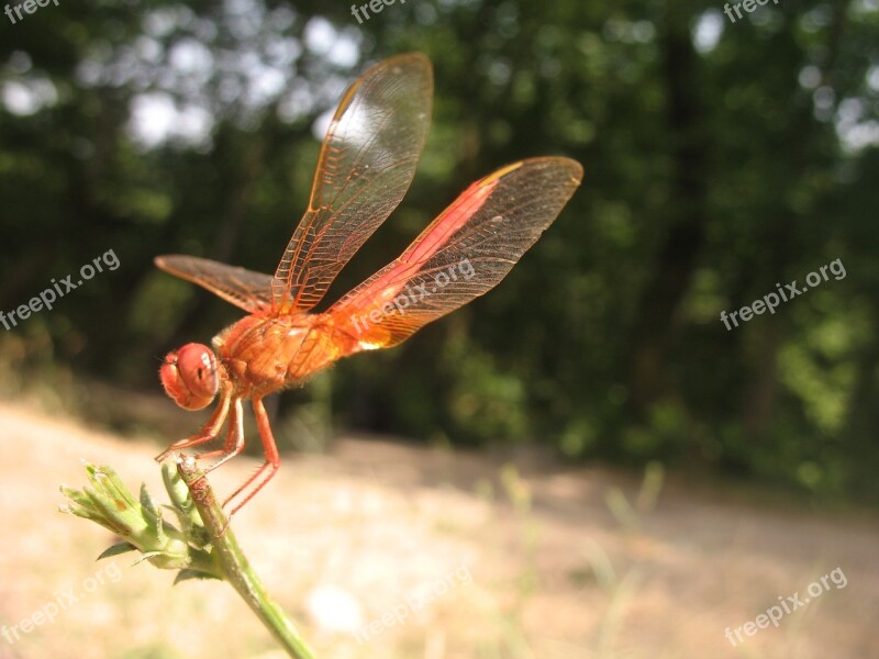 Insect Damselfly Nature Animal Close-up