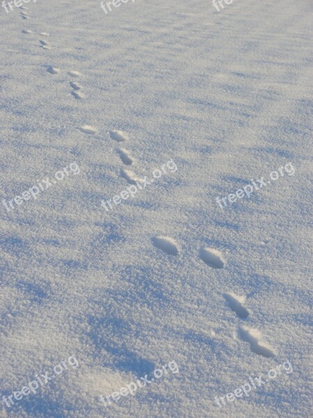 Snow Traces Winter Steps Free Photos