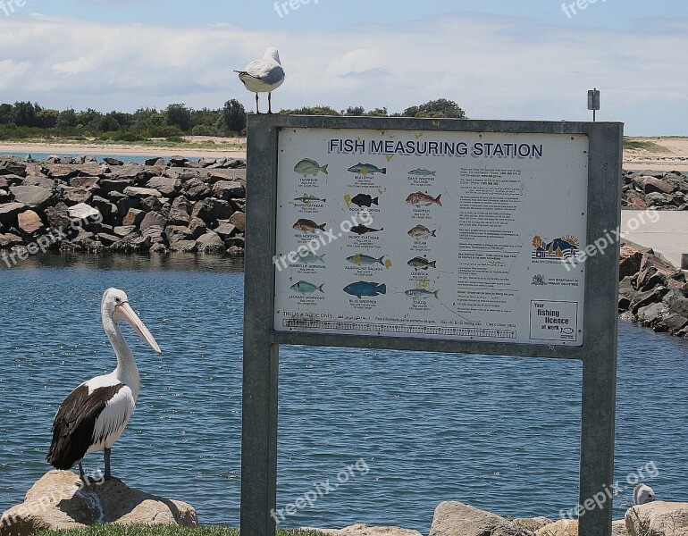 Pelikan Bird Seagull Australia Sea