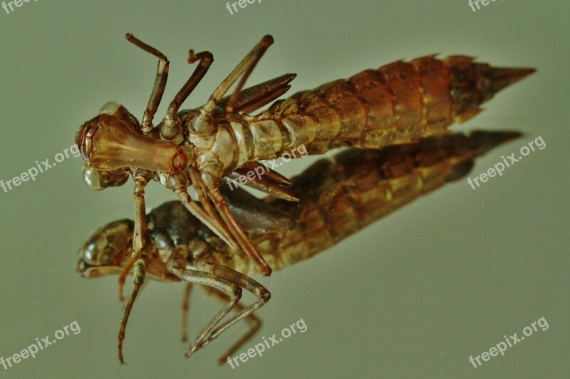 Abhijit Larval Shell Dragonfly Dragonfly Larva Larva Insect