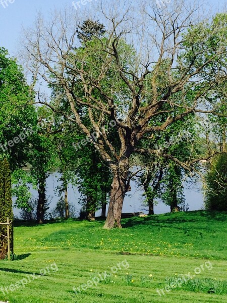 Trees Green Kahl Spring Rush Sky