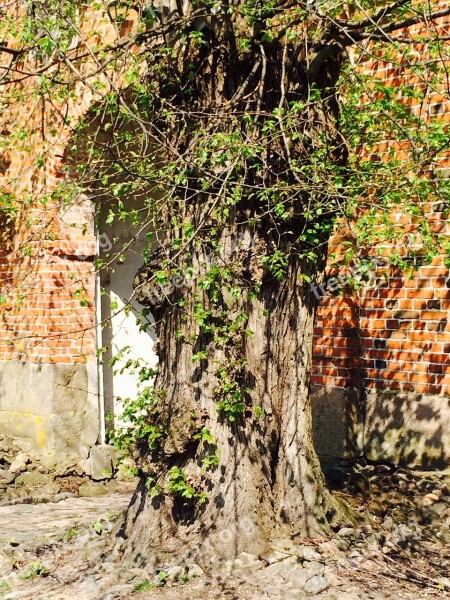 Older Tree Gnarled Leaves Aesthetic House