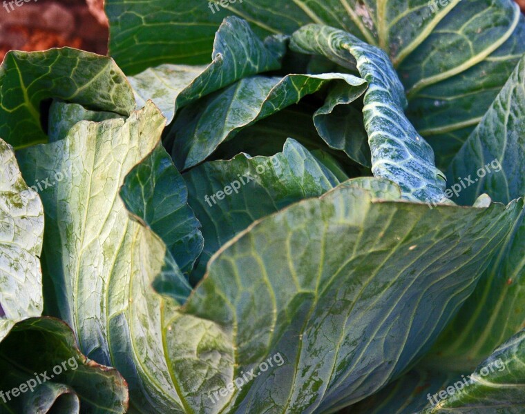 Cabbage Head Vegetable Produce Food