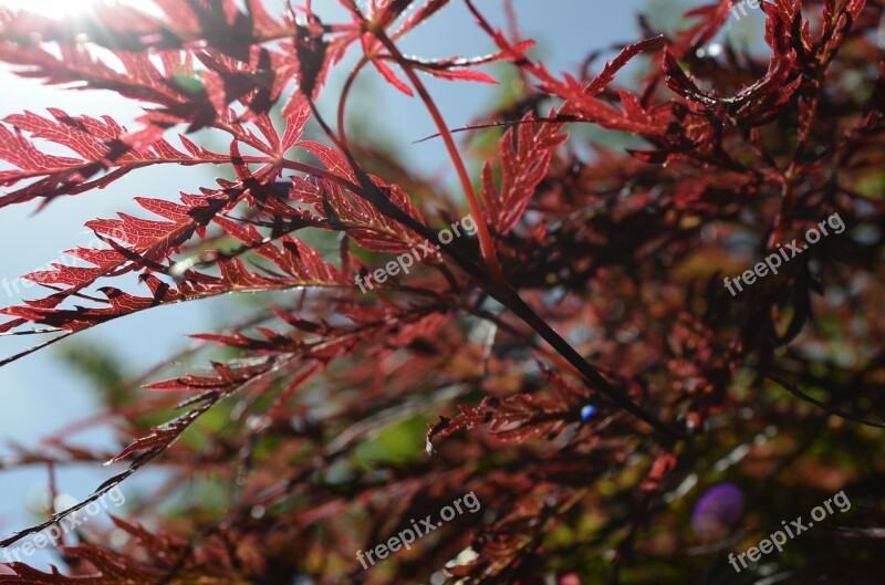 Japanese Lace-leaf Maple Trree Tree Nature