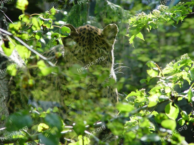 Leopard Animal Nature Wild Cat